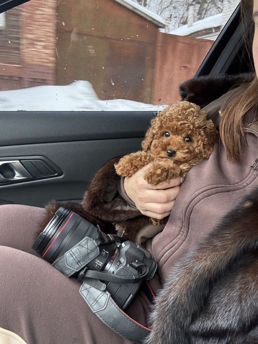 Той пудель хлопчик, 3,5 місяці, FCI, повністю вакцинований