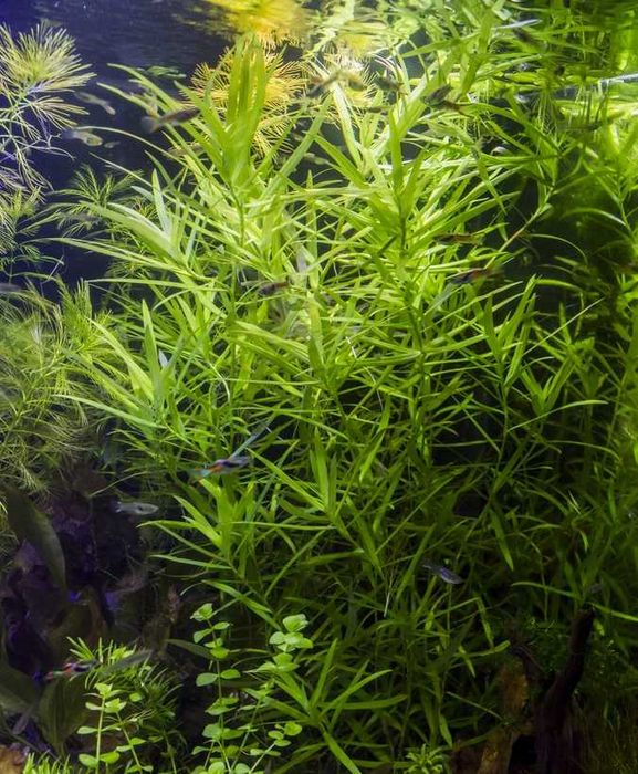 Heteranthera Zosterifolia 5x łatwa łodygówka hodowla wodna