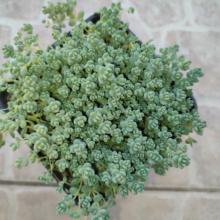 Набір садових очитків.