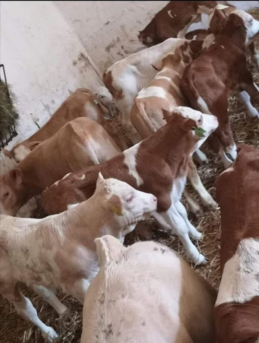 Cielęta SM / LM / NBC – transport cała Polska