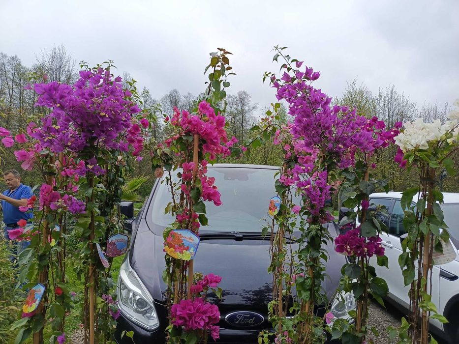 Duża bugenwilla różne kolory