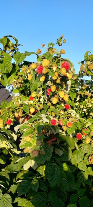 Sadzonki malin jesienne Gigant