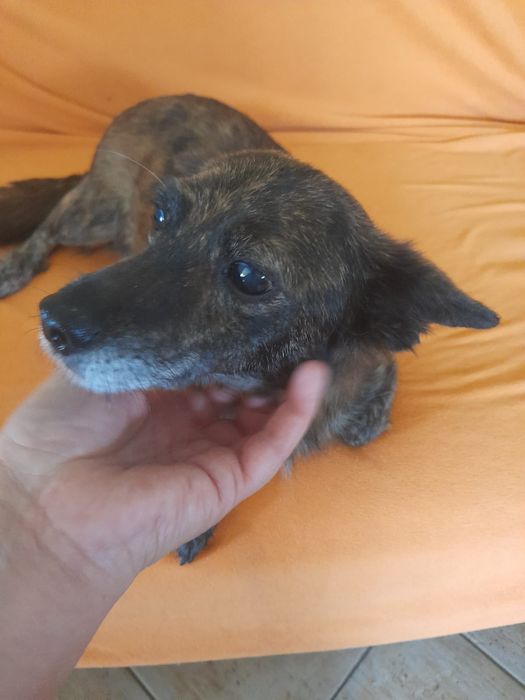 Malutki Maksiu szuka swojego domku na zawsze