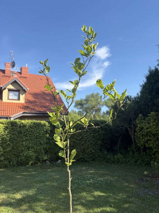 drzewko magnolia jasny róż 3m wys. - sprzedam