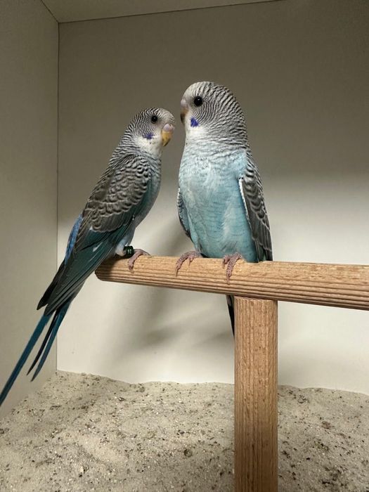 Casais de periquitos blackface