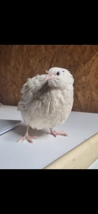 Przepiórka przepiórki brojler brojlery jaja jajka lęgowe przepiórcze