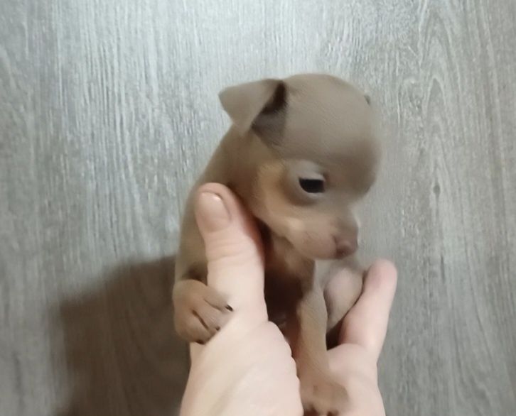 Супер мини девочка