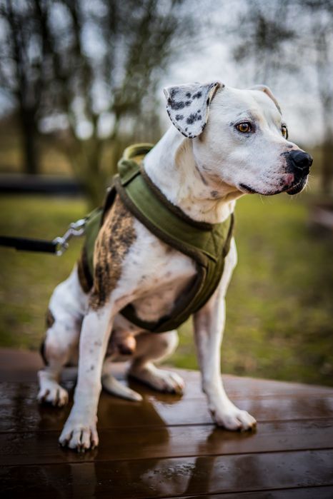 Dino do adopcji , mix amstaff