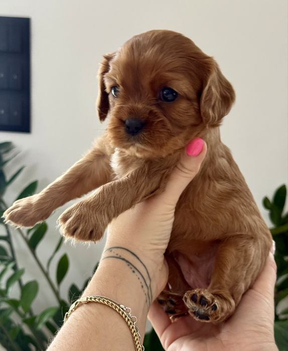 Cavalier king charles  spaniel