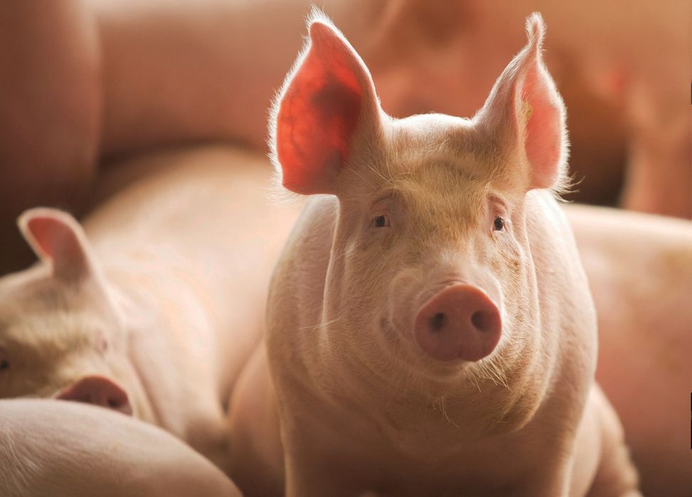 Tuczniki świnie 140 do 180 kg