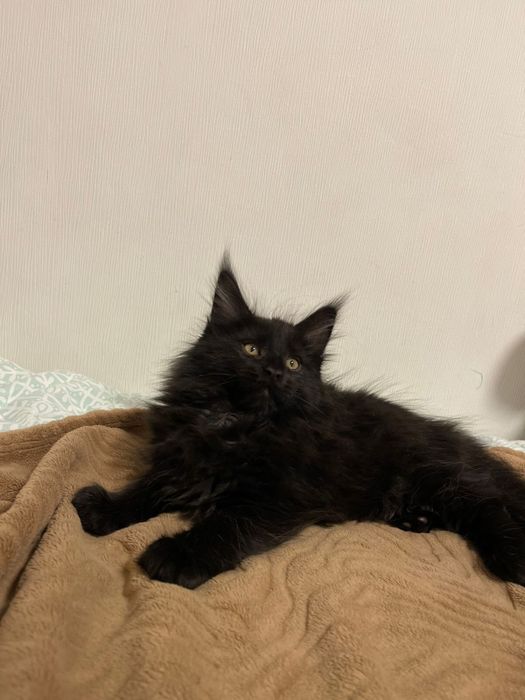 Мейн-Кун колір високе срібло