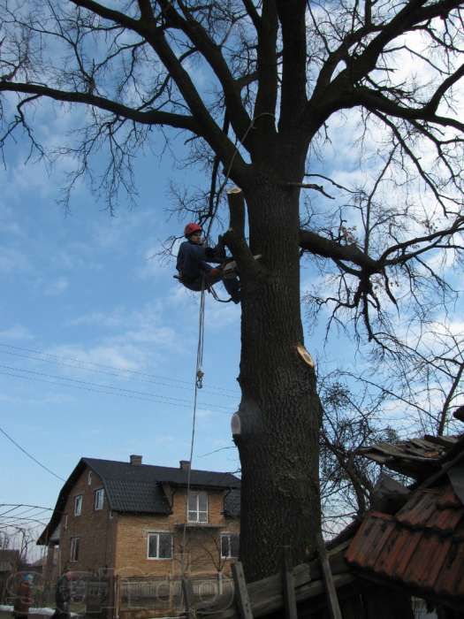 обрізання та зрізання аварійних дерев, кронування