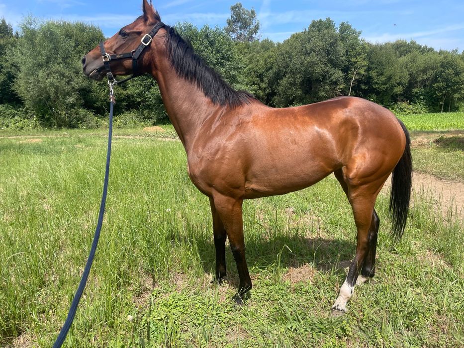 Égua puro sangue inglês