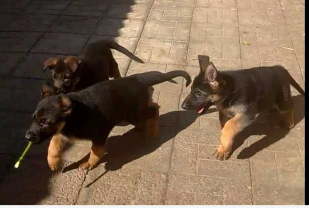 Щенки немецкой овчарки с родословной