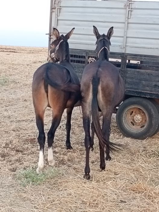 Vendo parelha de mulas