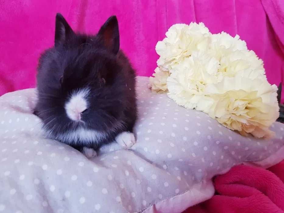 Malutkie Królik króliki miniaturka miniaturki