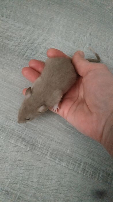 Ручные добрые крысята с доставкой клеткой крыса белая черная серая рыж