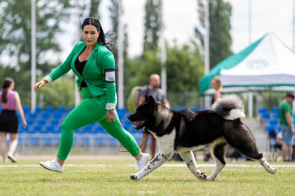Akita amerykańska Moonflamore FCI