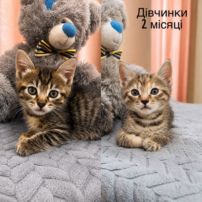Красивые котята бесплатно