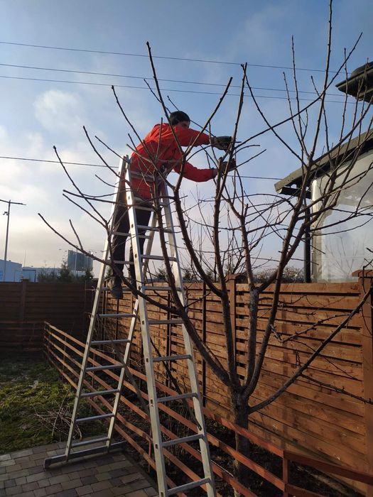 Обрізка плодових дерев ,Формування крони , Омолодження.