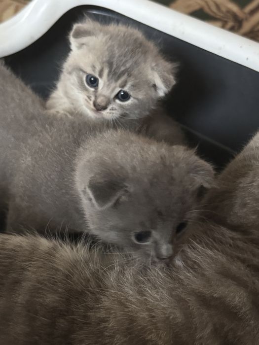 Висловухі кошенята окрасу «Таббі»