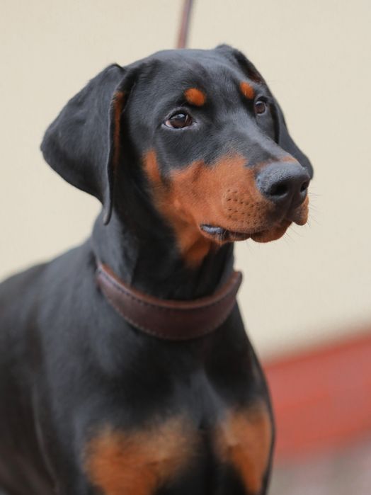 Doberman suczka, wysokiej klasy - Black Fusion FCI