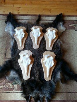 Czaszka jelenia pod zrzuty, poroże