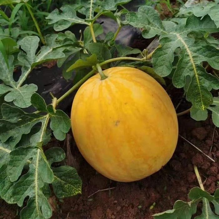 Семена  арбуза Медовый Шар