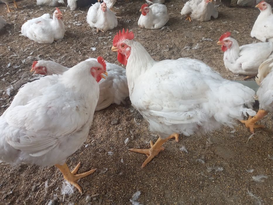 Продаються ЕКО бройлери