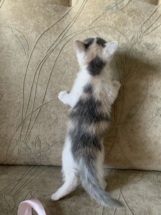 Віддам котика (дівчинка)