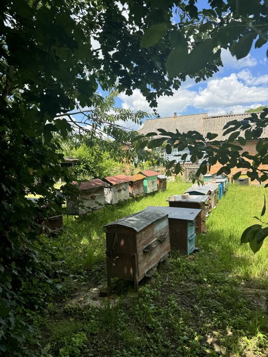 Продам сімї бджіл з вуликами