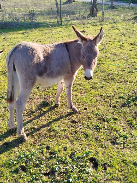 Burrinha com seis meses linda