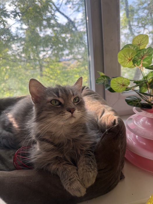 Кішечка лагідна молода ніжна дуже красива