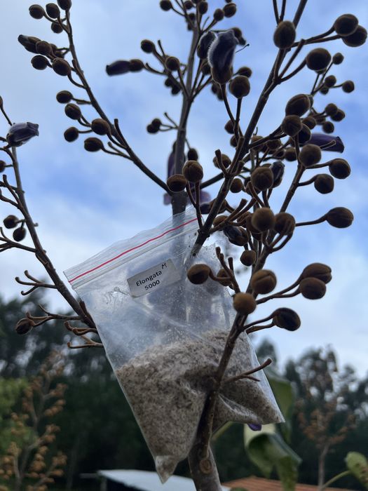 Sementes paulownia elongata
