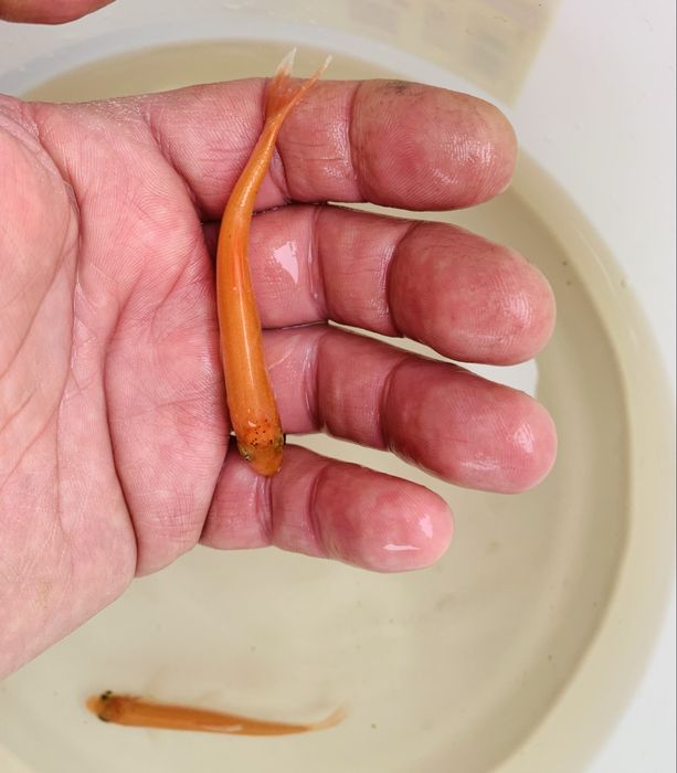 Orfa Złota -Ryba do Oczka Wodnego