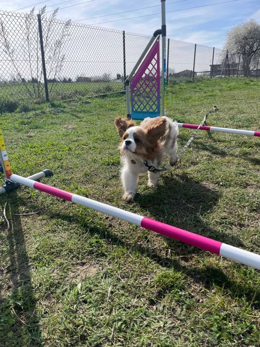 Trener Psów, Psie przedszkole, Behawiorysta