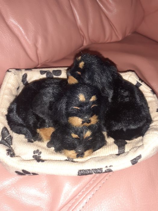 Brinqyedos cestinha com caezinhos