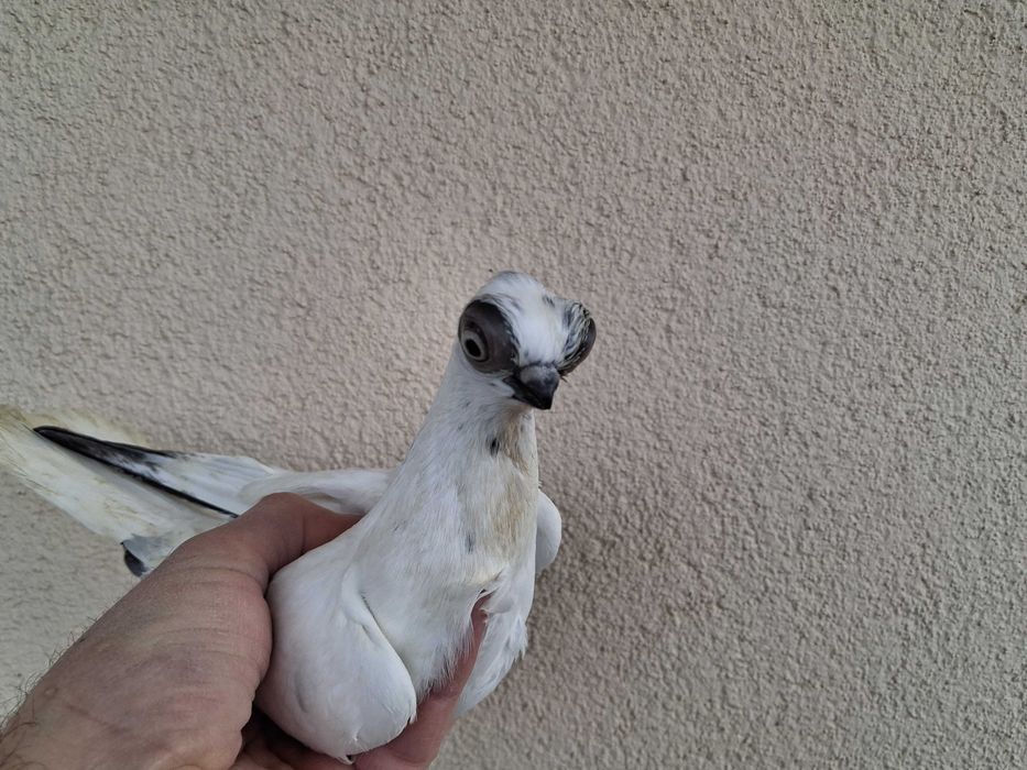 szek szeki para na białych ogonach