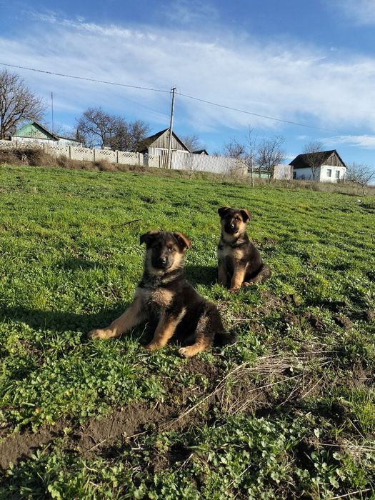 Цуценята німецької вівчарки