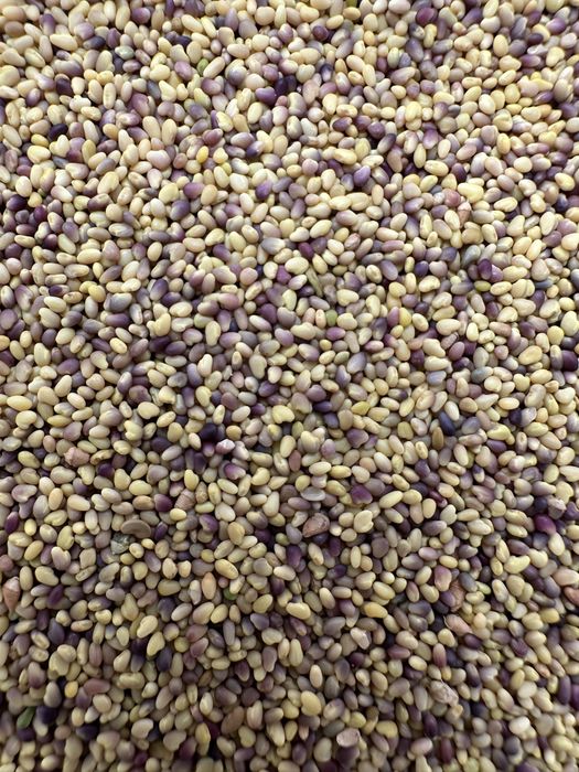 Продам насіння люцерни, конюшини