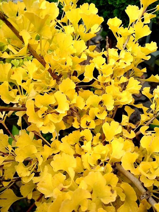 Miłorząb "Baldi" szczepiony na pniu, rzadka odmiana.