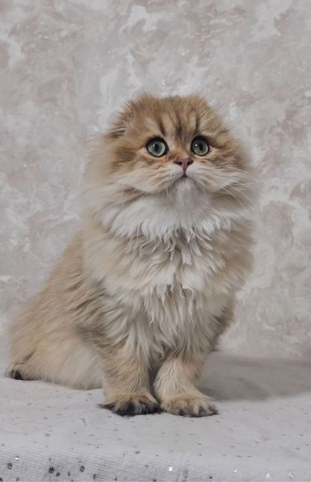 Дуже красиве кошеня золота шиншила