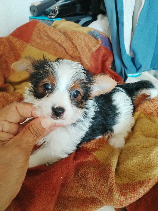Biewer Terrier  Fêmea Super Miniatura