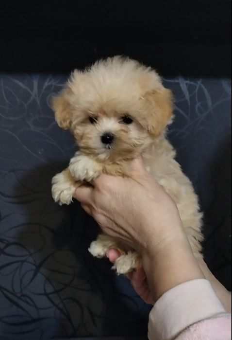 Девочка мальтипу ф1