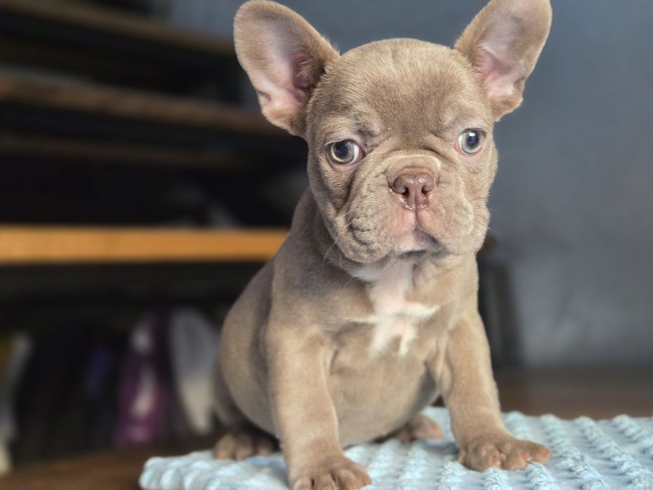 Бомбічна дівчинка французький бульдог
