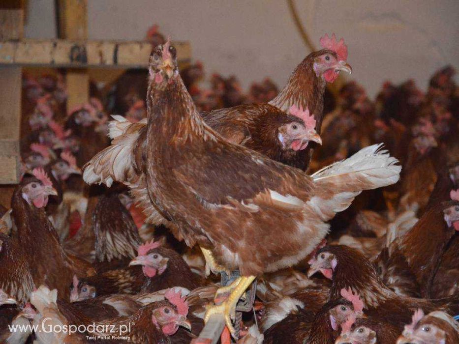 Kury nioski z jajkiem dowóz Gratis