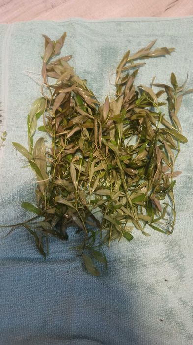 Hygrophilia i Moczarka roślinki akwariowe