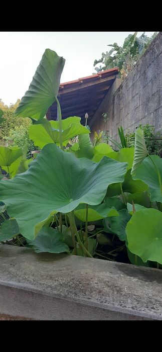 Nenúfar Lotus Nelumbo - plantas de lago