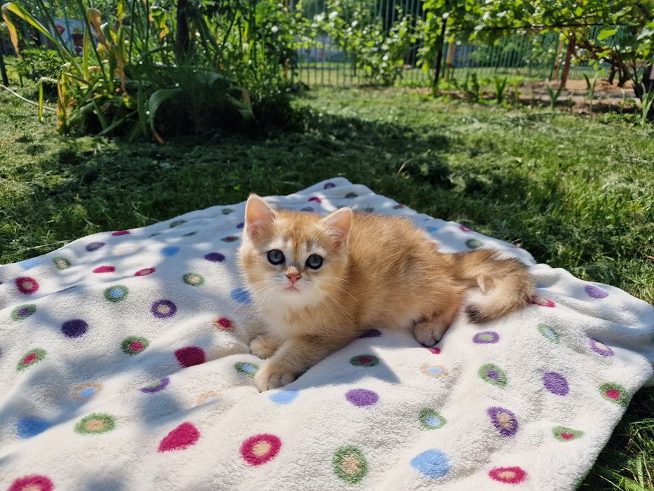 Розплідник Luxio Family пропонує кошенят золотої британської шиншили