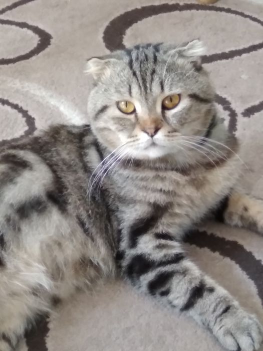 котик шотландський капловухий